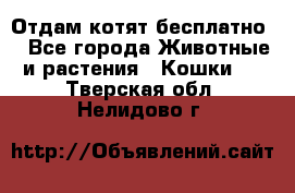 Отдам котят бесплатно  - Все города Животные и растения » Кошки   . Тверская обл.,Нелидово г.